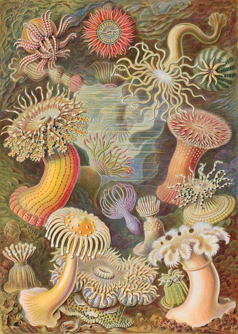 Ernst Haeckel